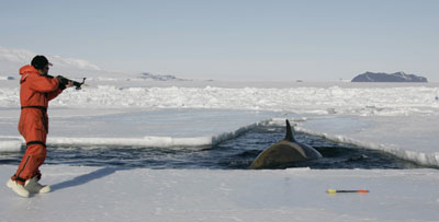 A researcher fires a biopsy dart at an Antarctic orca.