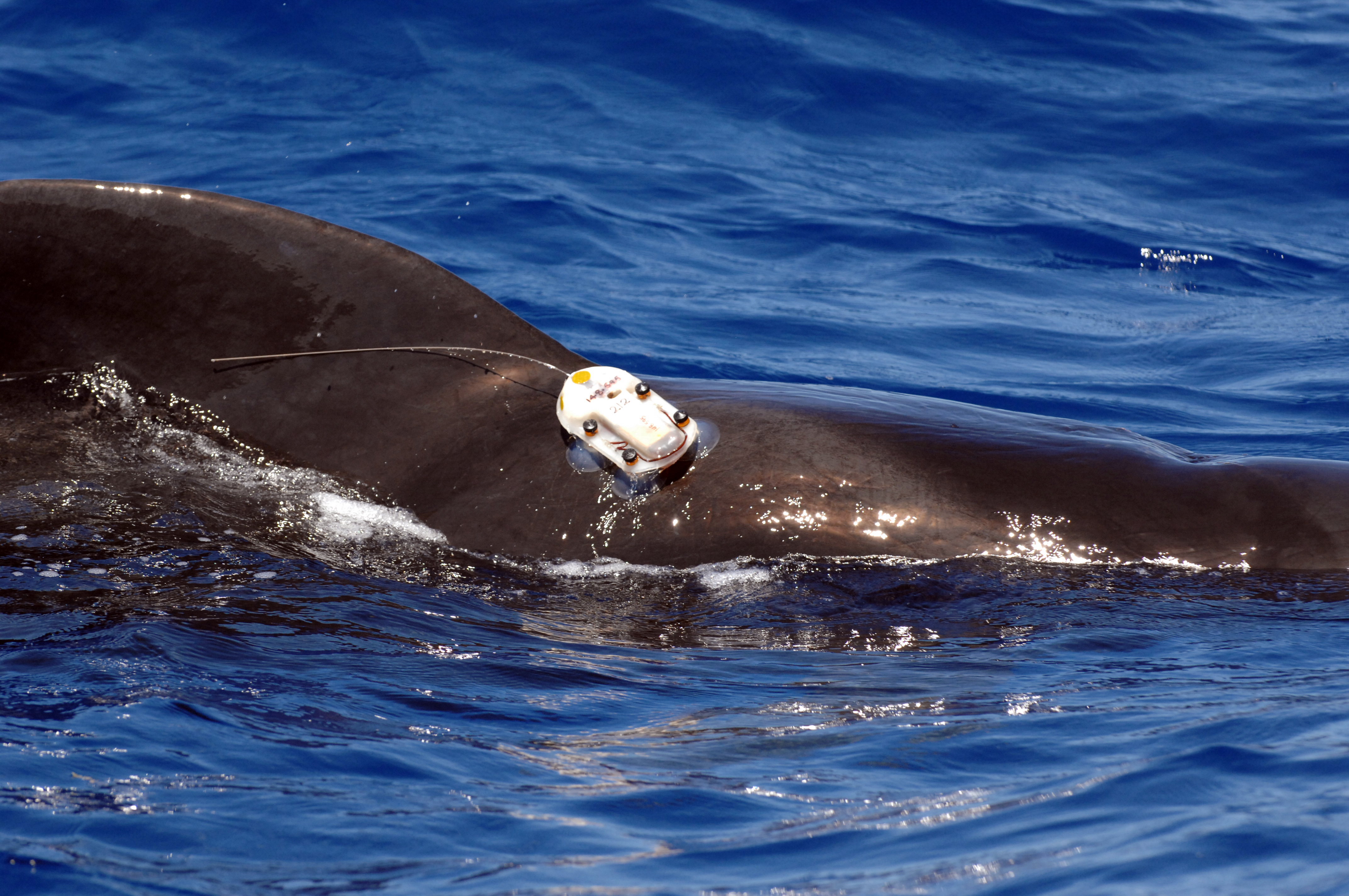 An adult male pilot whale with an attached D-TAG swims off the coast of Kona, Hawaii.