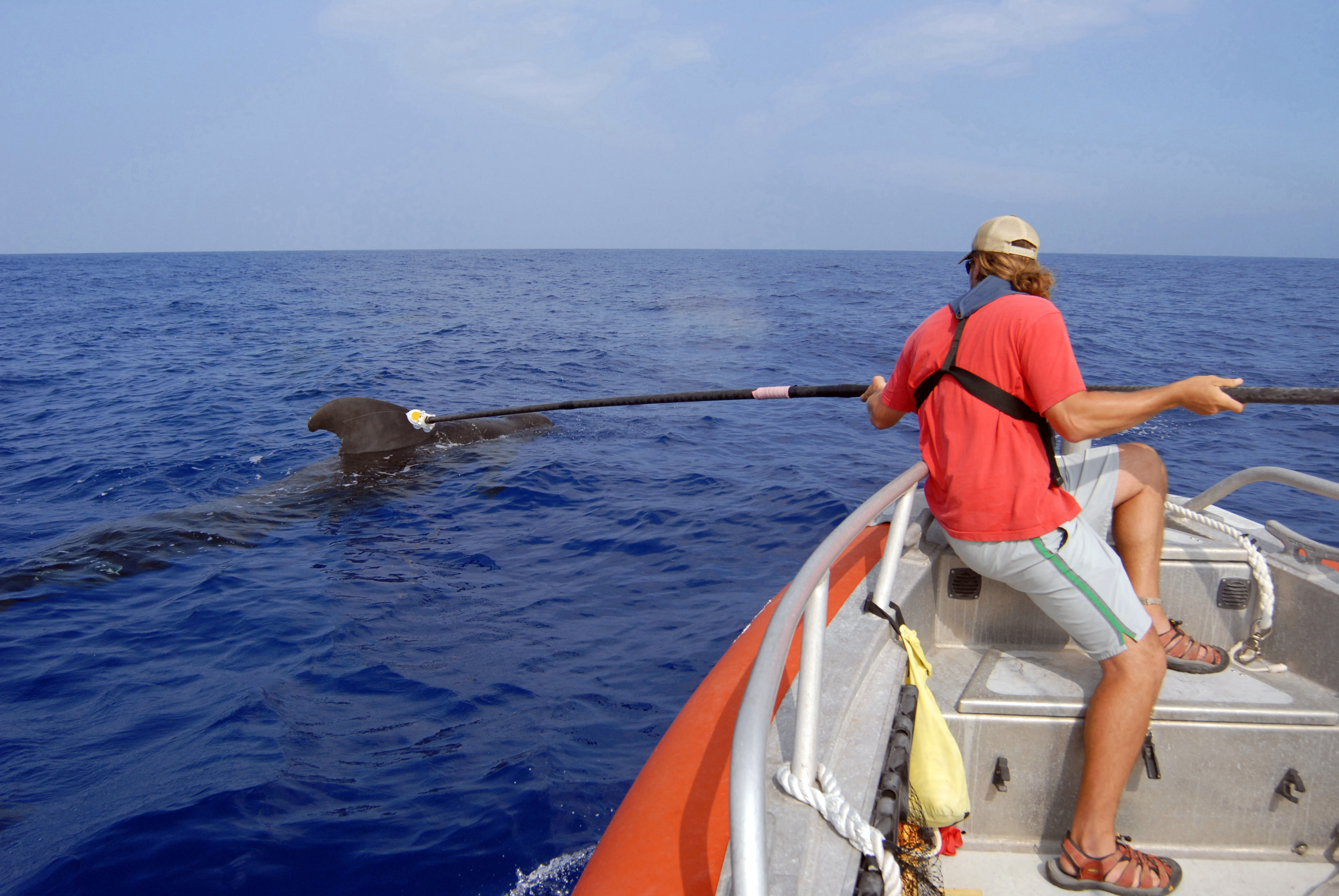 Ari Friedlaender attaches a D-TAG to a pilot whale off the coast of Kona, Hawaii.